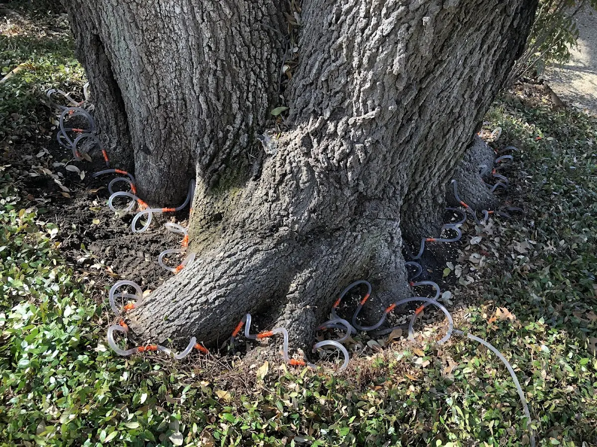 Detailed Tree Cabling and Bracing job site in West Hurley