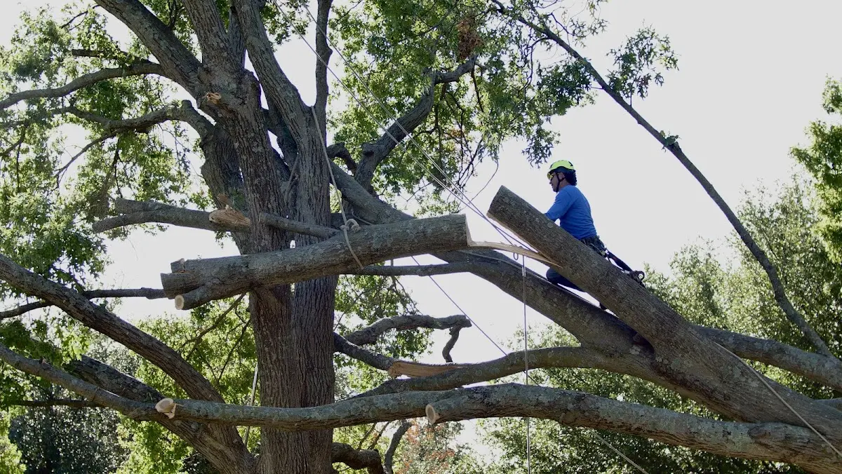 Professional Crown Thinning performed by certified arborists in West Hurley